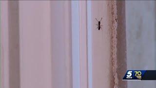 Seeing ants in your home? Pest control expert explains why