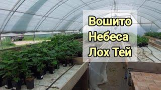 Свободные саженцы ежевики