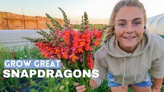 How to Grow Snapdragons as Cut Flowers - From Seed to Harvest