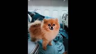 Dear Elon, can I fly with you to Mars?Please?  #smart#spaceX#pomeranian#ElonMuskZone#spaceteam#short