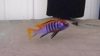 MALAWI CICHLIDS LABIDOCHROMIS MBAMBA FishMagic POLAND