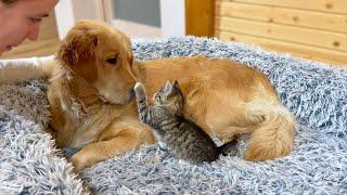 Tiny Kitten Bullies Golden Retriever