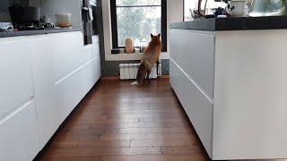 Alice the fox. You can chew on the battery while waiting for breakfast.