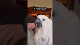 My parrot saying funny things  #cockatoo #parrot #birds #talkingparrot #cute #funny