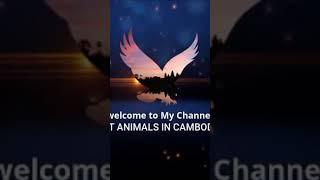 Welcome to my Channel Pet Animals in Cambodia #shorts #intro