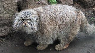 [manul][Pallas's cat] He showed me his belly, I think he might like meI hope it's not an illusion