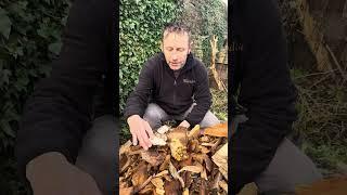 Velvet shanks and grey oysters on my garden woodpile :) #ediblemushrooms #wildfooduk #mushrooming