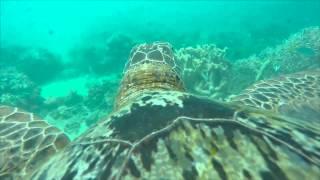 Amazing Turtle's Eye View of the Great Barrier Reef | WWF Australia