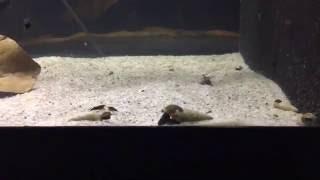 Breeding Shrimp - Three (3) Reasons Snails are Essential