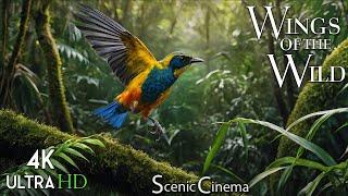 Wild Wings: Jungle Birds - Rainforest Edition 4K | Scenic Cinema With Nature & Bird Sounds