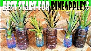 This trick gets your pineapple plants going faster | pineapple rooting experiment