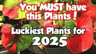 Top 18 Lucky Plants for 2024 | Health, Wealth & Prosperity #luckyplants