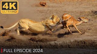 WILD NAMIBIA | Lion for Survival in the Vast Desert | Nature Animal Documentary