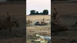 a group of lions dragging a crocodile