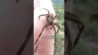 Самый ядовитый паук на земле