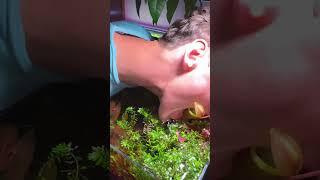 I’m the carnivore#fishies #fish #petfish #aquarium #aquascape #underwater #pet #fy #ytshorts