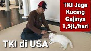 KERJANYA HANYA JAGA KUCING DI AMERIKA SERIKAT, TKI INI DIGAJI Rp.1,5 Juta/Hari