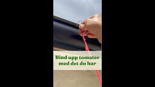 Bind upp tomater med sånt du redan har