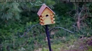 Berea Bird Cam