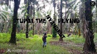 (1/2) BERBURU HAMA TUPAI/BAJING PART VI ( THE FLY, THE NYANGKUT )