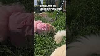 황금이가 황금이를 낳았네!!뽀끄마!#황금이#황금이일상#몽실이패밀리#황금이패밀리#뽀끄미#남해일상#남해여행#남해귀촌