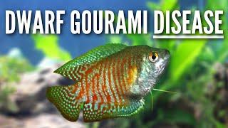 The Truth About Dwarf Gourami Disease - DGD, DGIV, Diagnosis & More