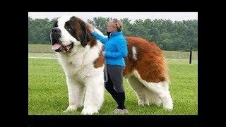 Top 10 Fastest Dog Breeds