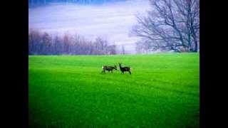 Rehwildjagd - Ricke mit Bockkitz , Roe Hunting 2012