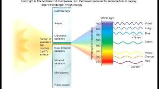 Biology 1010 Lecture 8 Photosynthesis