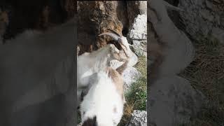 Cuteness Overload   - Newborn mountain goats super curious of hikers on the Camino de Compostela