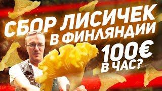 100 ЕВРО В ЧАС? Работа в Финляндии. Сбор грибов