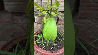 Grow mango tree