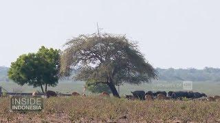 Semesta Alam Liar Baluran