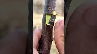Bud grafting techniques #budding #grafting #gaming