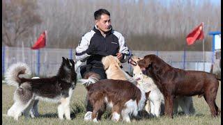 狗狗乐园的园长：“来来来，排队吃零食啦！”\The principal of Dogs Adventures :"Come here, line up for treats!”