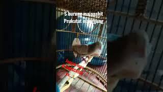 prukutut #bird #birdlovers #birds #kicaumania #shortvideo #reel #viral #kicau #omkicau #pleci