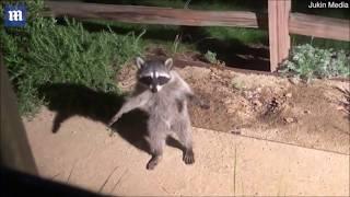 Legendary Raccoon Freeze