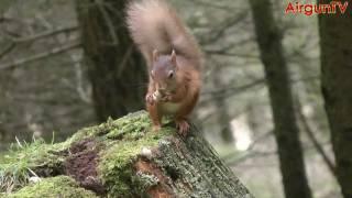 Airgun Gear Show SPECIAL - Red Squirrels