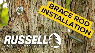 Tree Bracing Montage I Russell Tree Experts