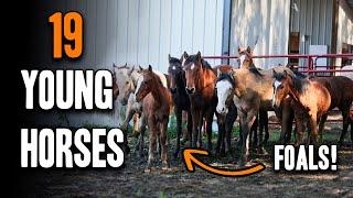 19 Babies Saved from Slaughter! - Horse Plus Happenings Vlog #28 | 11-11-2024