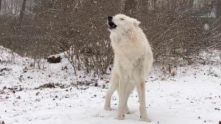 Arctic Wolf Atka Howls in the Snow