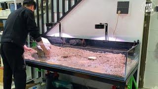 Awesome beautiful Aquarium Setup: Betta Fish, Goldfish, and Koi #172