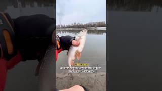 Чтобы поймать огромную плотву… #рыбалка #фидер #плотва #cadence