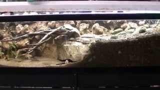 North American Native Stream Tank