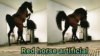 Red horse artificial semen collection ‍️