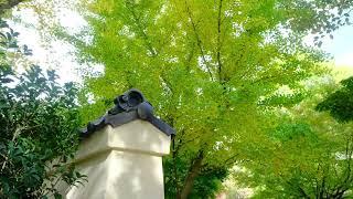 Japanese Garden Ginkgo Photo Tour