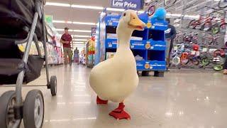 POV: i take my duck to Walmart