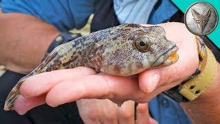 Bizarre TOADFISH!