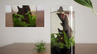 Easy jarrarium making for beginners | Low maintenance java fern aquarium |