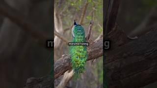 Peacocks: Natural masterpiece in Motion   